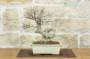 3 - Bonsai di Olmo Campestre (53)