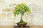 2 - Bonsai di Quercia Roverella (46)