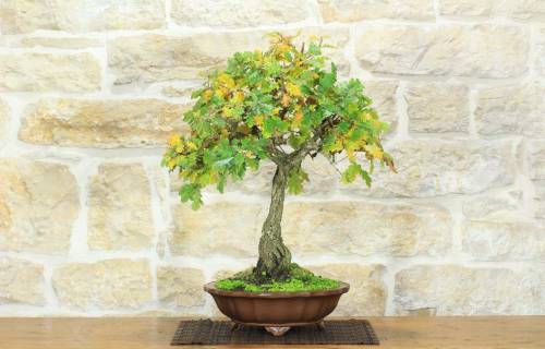 2 - Bonsai di Quercia Roverella (46)