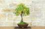 3 - Bonsai di Quercia Roverella (46)