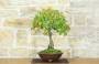 4 - Bonsai di Quercia Roverella (46)