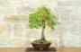 5 - Bonsai di Quercia Roverella (46)