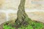 6 - Bonsai di Quercia Roverella (46)