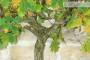 7 - Bonsai di Quercia Roverella (46)