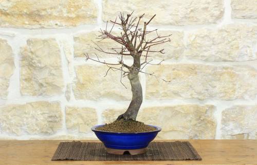 1 - Bonsai Acero Palmato Chishio (2)