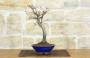 2 - Bonsai Acero Palmato Chishio (2)