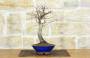 3 - Bonsai Acero Palmato Chishio (2)