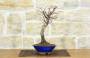 4 - Bonsai Acero Palmato Chishio (2)