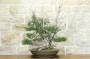 1 - Bonsai di Ginepro Fenicio (19)