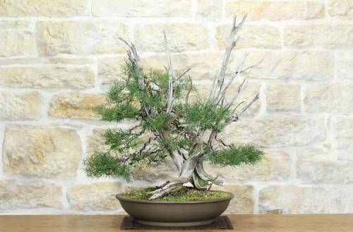 1 - Bonsai di Ginepro Fenicio (19)