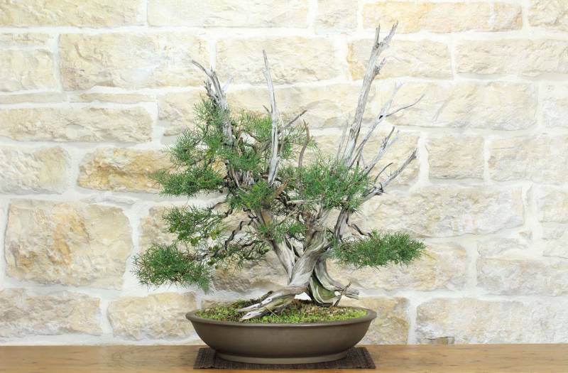 1 - Bonsai di Ginepro Fenicio (19)