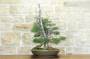 2 - Bonsai di Ginepro Fenicio (19)