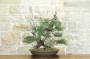 3 - Bonsai di Ginepro Fenicio (19)