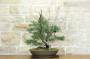 4 - Bonsai di Ginepro Fenicio (19)