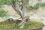 6 - Bonsai di Ginepro Fenicio (19)