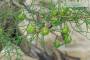 9 - Bonsai di Ginepro Fenicio (19)