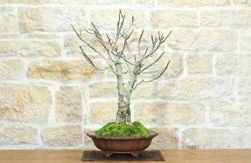 1 - Bonsai di Noce (6)
