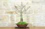 2 - Bonsai di Noce (6)