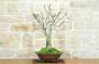 3 - Bonsai di Noce (6)