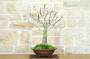 4 - Bonsai di Noce (6)