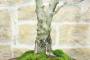 5 - Bonsai di Noce (6)