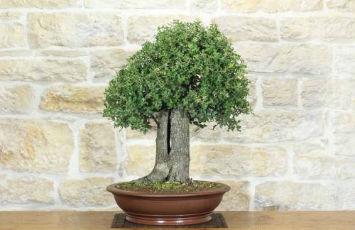 1 - Bonsai di Quercia Riccia (8)