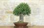 1 - Bonsai di Quercia Riccia (8)