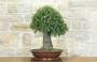2 - Bonsai di Quercia Riccia (8)