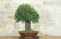 3 - Bonsai di Quercia Riccia (8)