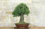 4 - Bonsai di Quercia Riccia (8)