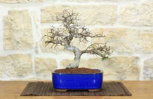 1 - Bonsai di Zelkova Parvifolia (4).