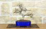 1 - Bonsai di Zelkova Parvifolia (4).