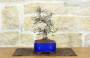 2 - Bonsai di Zelkova Parvifolia (4).