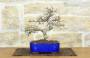 3 - Bonsai di Zelkova Parvifolia (4).