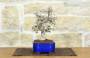 4 - Bonsai di Zelkova Parvifolia (4).