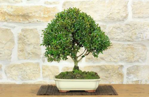 1 - Bonsai di Bosso (120)