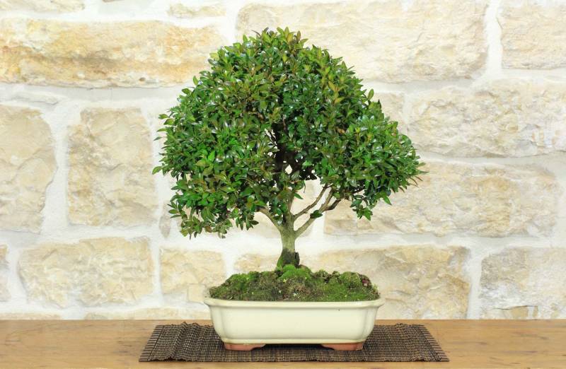 1 - Bonsai di Bosso (120)