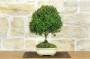 2 - Bonsai di Bosso (120)
