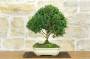 3 - Bonsai di Bosso (120)