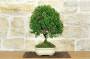4 - Bonsai di Bosso (120)