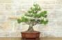 1 - Bonsai di Pino d'Aleppo (10)