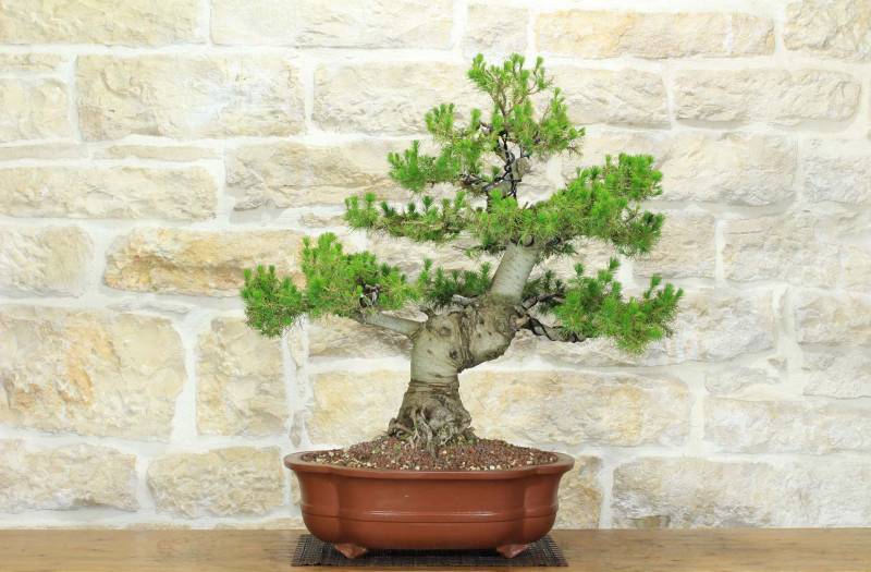 1 - Bonsai di Pino d'Aleppo (10)
