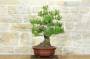 2 - Bonsai di Pino d'Aleppo (10)