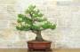 3 - Bonsai di Pino d'Aleppo (10)