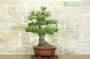 4 - Bonsai di Pino d'Aleppo (10)