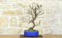 Bonsai di Prunus Mume (13)