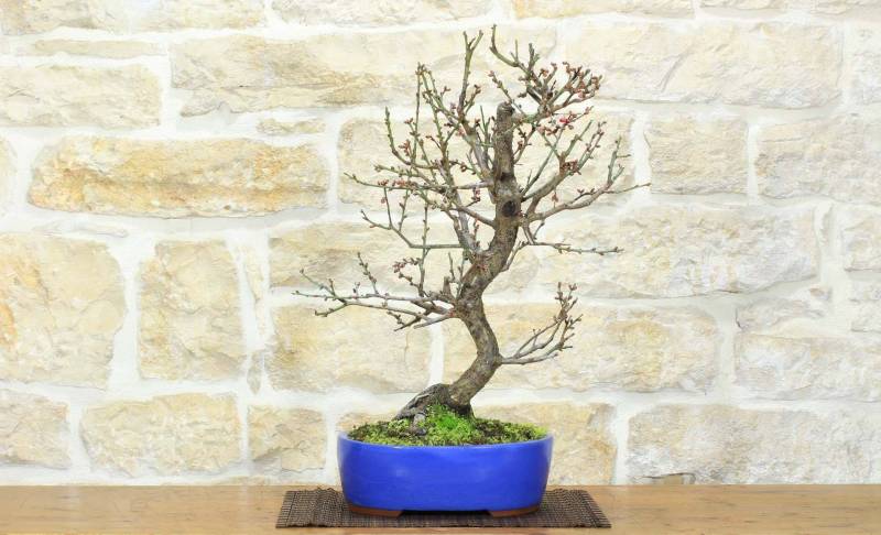 Bonsai di Prunus Mume (13)