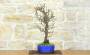 3 - Bonsai di Prunus Mume (13)