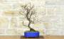 4 - Bonsai di Prunus Mume (13)