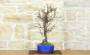 5 - Bonsai di Prunus Mume (13)